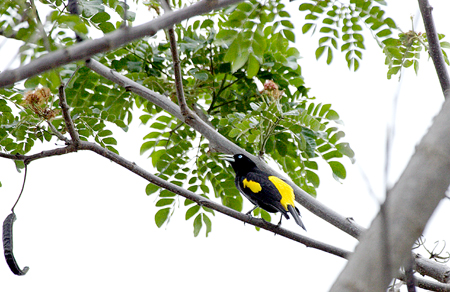 Yellow-Rumped Cacique (LSVcXhFCacicus cela)