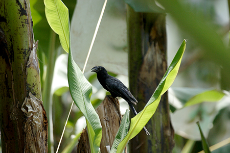 Greater Ani (IjIInVJbREFCrotophaga Major)