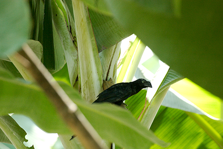 Greater Ani (IjIInVJbREFCrotophaga Major)