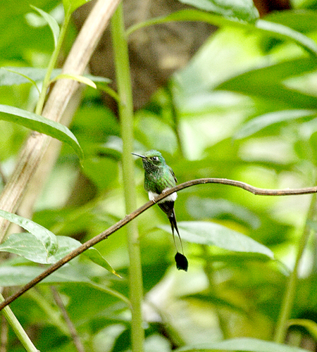 Booted Racket-Tail (Pbgn`hFOcreatus underwoodii)