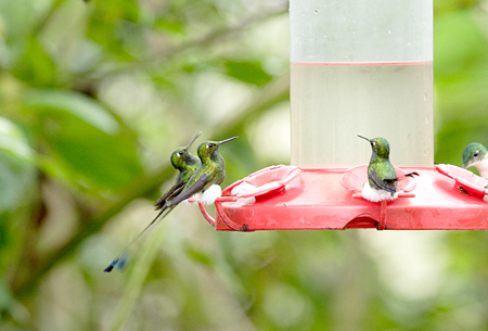 Booted Racket-Tail (Pbgn`hFOcreatus underwoodii)