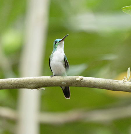 Andean Emerald(YAIGhn`hFAmazila Franciae)