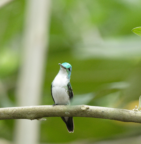 Andean Emerald(YAIGhn`hFAmazila Franciae)