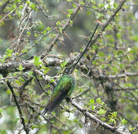 Sword-billed Hummingbird(nVn`hFEnsifera ensifera)