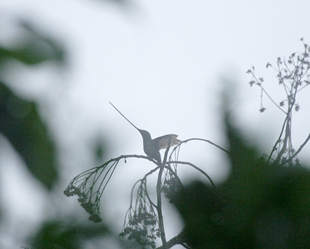 Sword-billed Hummingbird(nVn`hFEnsifera ensifera)