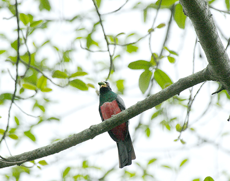 Ecuadorian Trogon@(asFTrogon Mesurus)