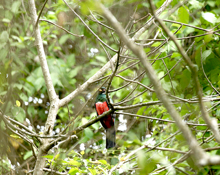 Ecuadorian Trogon@(asFTrogon Mesurus)