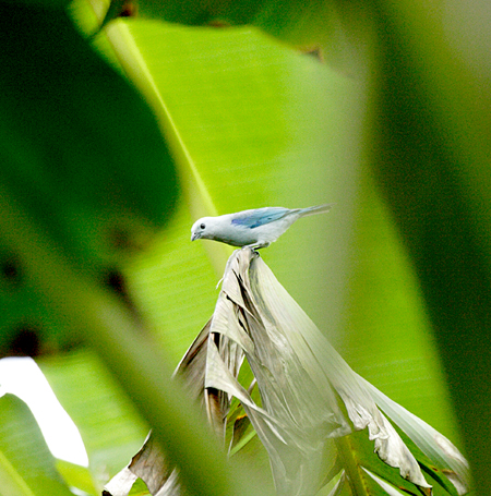 Blue-gray Tanager (\CtEL`EFThranpis episcopus)