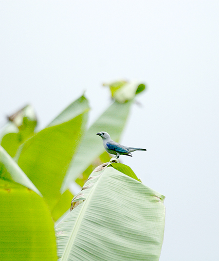 Blue-gray Tanager (\CtEL`EFThranpis episcopus)