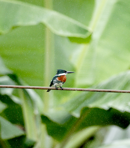 Green Kingfisher (~h}Z~FChloroceryle Americana)