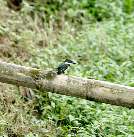 Green Kingfisher (~h}Z~FChloroceryle Americana)