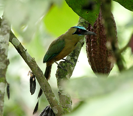 Blue-crowned Motmot (n`NChLFMomotus argenticinctus)