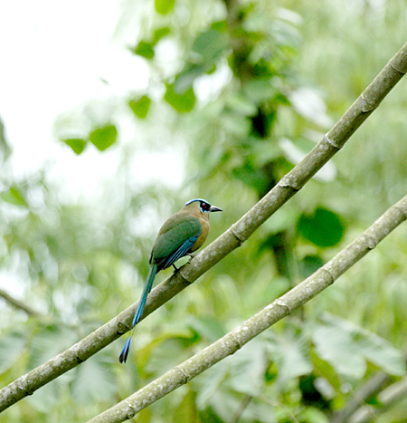 Blue-crowned Motmot (n`NChLFMomotus argenticinctus)