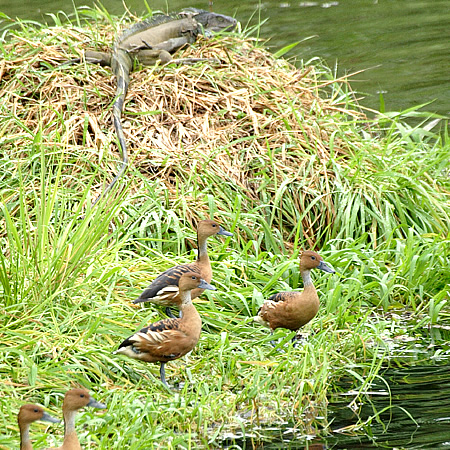 Fulvous Whistling-Duck(AJELEK@Dendrocygna bicolor)