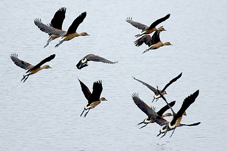 Fulvous Whistling-Duck(AJELEK@Dendrocygna bicolor)