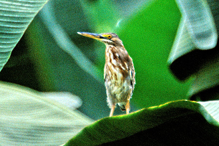 Pinnated Bittern