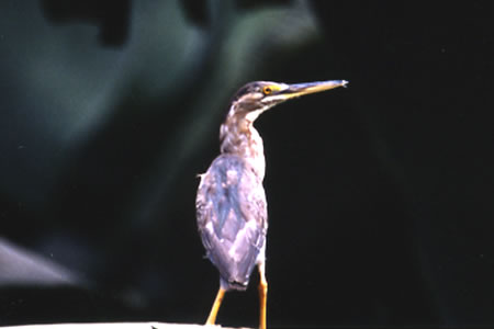 Pinnated Bittern