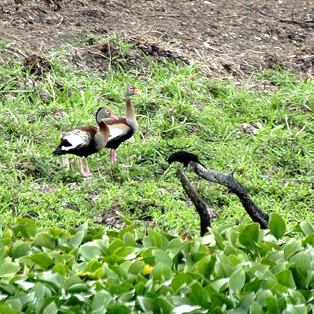 Black-bellied Whistling-Duck(AJnVELEKFDendrocygna augtumnaris)