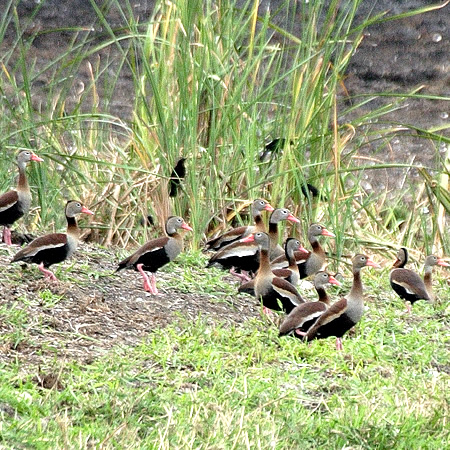 Black-bellied Whistling-Duck(AJnVELEKFDendrocygna augtumnaris)