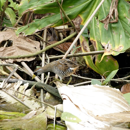 Sora (JIONCiFPorzana corolina )