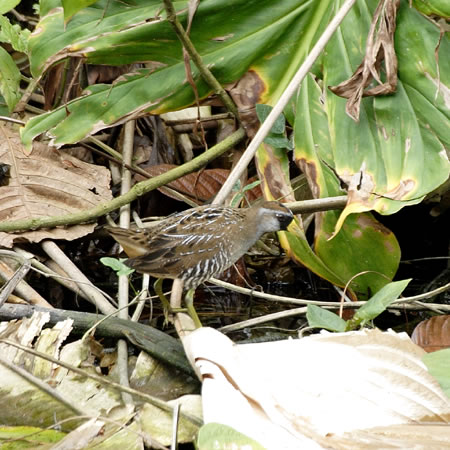 Sora (JIONCiFPorzana corolina )