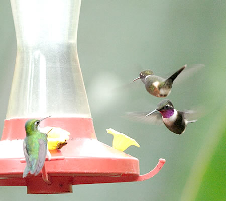 Purple-throated Woodstar(tWmhn`h: Calliphlox mitchellii) 