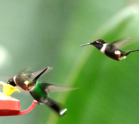 Purple-throated Woodstar(tWmhn`h: Calliphlox mitchellii) 