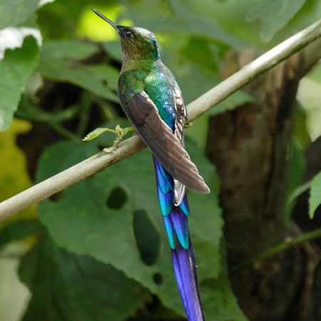 Violet-tailed Sylph (TLt^In`hFAglaiocercus kingi)