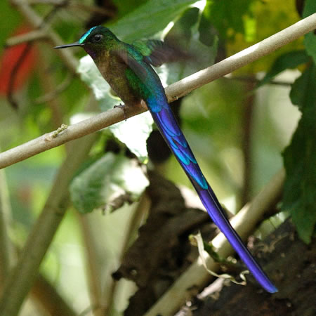 Violet-tailed Sylph (TLt^In`hFAglaiocercus kingi)