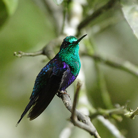 Green-crowned Woodnymph(~h{EVn`hFThalurania fannyl)