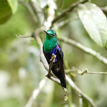 Green-crowned Woodnymph(~h{EVn`hFThalurania fannyl)