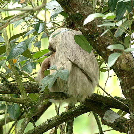 Three-toed Sloth(~cri}Pm:Bradypus Variegatus) 