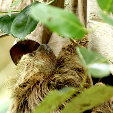 Three-toed Sloth(~cri}Pm:Bradypus Variegatus) 