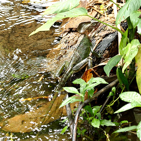 Green Iguana (~hCOAiFIguana iguana) & Basilisk (CO@iȃoVXÑgJQFws) 