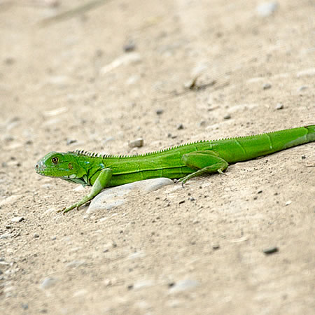 Green Iguana (~hCOAiFIguana iguana) & Basilisk (CO@iȃoVXÑgJQFws)  