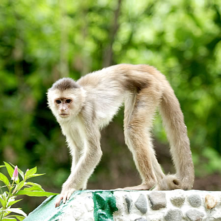 Capuchin (JcUFCebus capucinus)