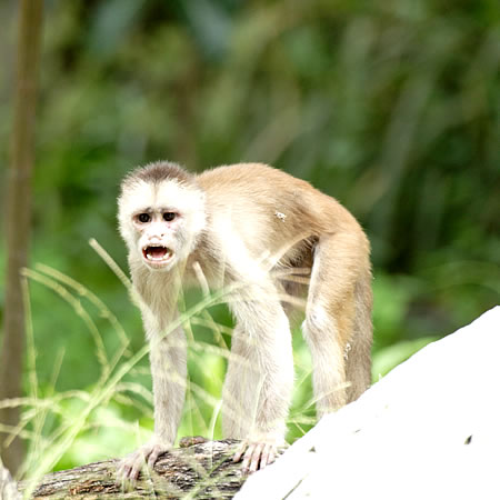 Capuchin (JcUFCebus capucinus)  