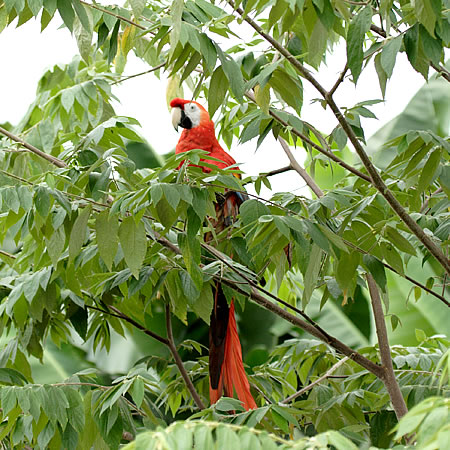 Scarlet Macaw( RSECRFAra macao) 