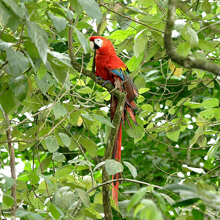 Scarlet Macaw( RSECRFAra macao) 