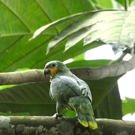 Orange-winged Amazon (L\f{EVCRFAmazona Amazonica) 