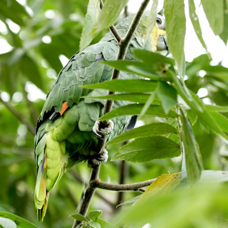 Orange-winged Amazon (L\f{EVCRFAmazona Amazonica) 