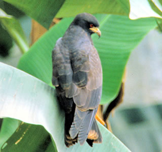 Snail Kite(^jVgr)