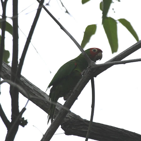 Red-masked Parakeet (IiKAJ{EVCRFAratinga erythrogenys)