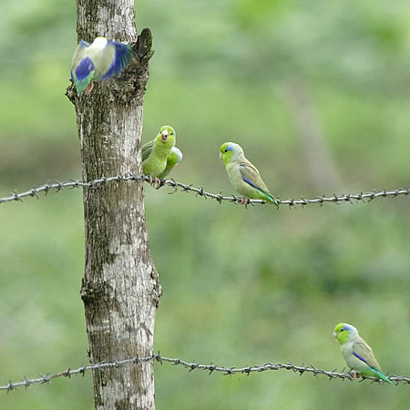 Pacific Parrotlet(}nCRFForpus coelestis) 