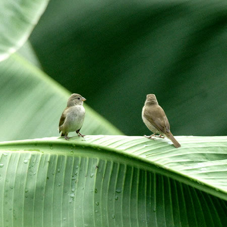 Dull-colored Grassquit (}FTiaris obscura)