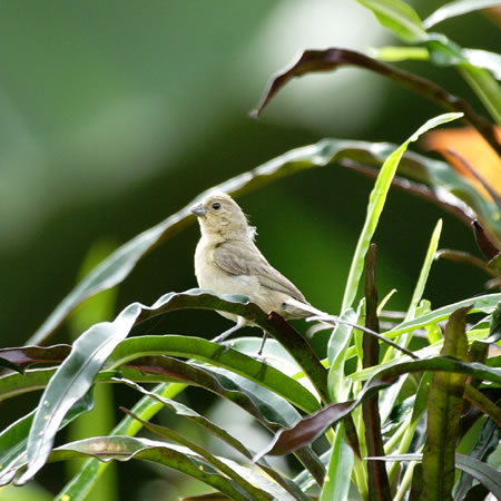 Dull-colored Grassquit (}FTiaris obscura)