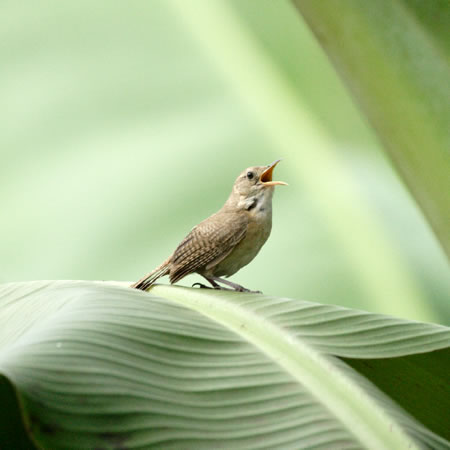 House Wren (CG~\TUCFTroglodytes aedon)