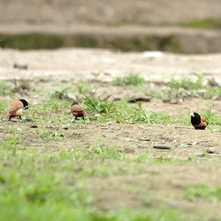 Black-headed Munia(?) [MphL(H)FwFs] 