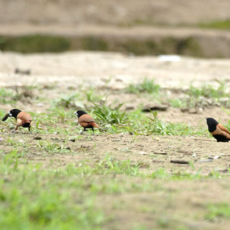 Black-headed Munia(?) [MphL(H)FwFs] 