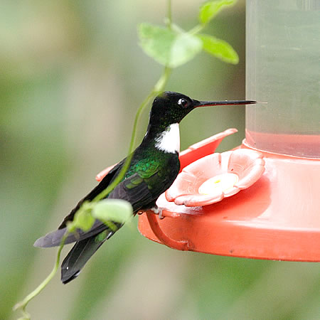 Collared Inca@(aFVGCJn`h@wFCoeligena torquata) 